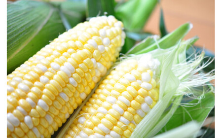 甘々娘　２Lサイズ　12本入り　【2026年5月下旬から発送】　渡邉農園[5839-1997]