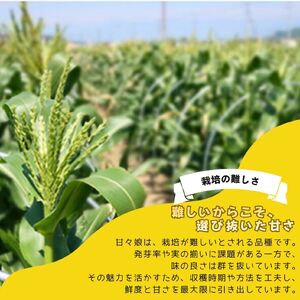 市川三郷町大塚産の甘々娘（とうもろこし）６本入り 【2026年6月上旬発送】　Kai Sweet Farm[5839-2060]