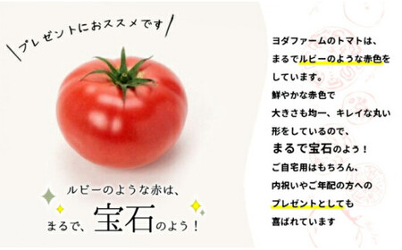 【中央市共通返礼品】 春作 トマト 桃太郎 約2kg とまと 野菜 やさい 2キロ 季節限定 期間限定 産地直送 山梨県産 【2026年4月上旬-6月下旬発送予定】[5839-2128]