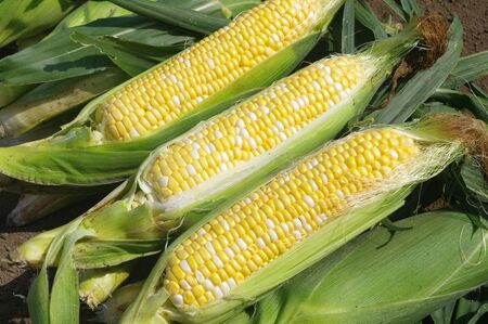 2026年発送！【山梨県市川三郷町産】Inakakara「ドルチェドリーム」10本入[5839-2165]