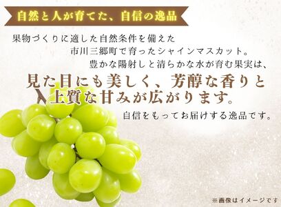 シャインマスカット 【2026年発送】約1～1.2kg (2～3房) ぶどう 葡萄 山梨県 フルーツ 果物 くだもの ギフト 産地直送 人気 村松農園 [5839-2236]