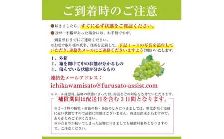 シャインマスカット 【2026年発送】約1～1.2kg (2～3房) ぶどう 葡萄 山梨県 フルーツ 果物 くだもの ギフト 産地直送 人気 村松農園 [5839-2236]