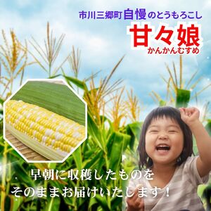 【2026年6月上旬から発送】市川三郷町産　とうもろこし 甘々娘　2Lサイズ 12本入り Dragon Farm 山梨県 市川三郷町 人気 スイートコーン コーン トウモロコシ 朝採り 先行 先行予約 甘い 野菜 夏野菜 BBQ ドラゴン ファーム [5839-2324] 
