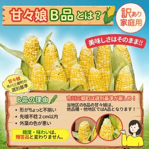 極甘フルーツとうもろこし「甘々娘（かんかんむすめ）」 わけありスイート 10～12本入り 【2026年6月中旬から発送】　アグリ甲斐 [5839-8582]