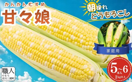 極甘フルーツとうもろこし「甘々娘（かんかんむすめ）」 わけありスイート 5～6本入り 【2026年6月中旬から発送】 アグリ甲斐 [5839-8581]