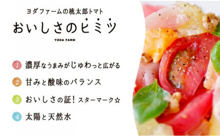 【中央市共通返礼品】秋作 トマト 桃太郎 約2kg とまと 野菜 やさい 2キロ 季節限定 期間限定 産地直送 山梨県産 【2026年10月下旬-12月下旬発送予定】 [5839-1548]