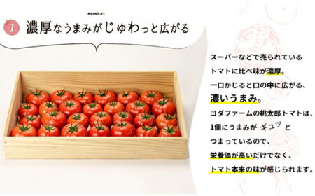 【中央市共通返礼品】秋作 トマト 桃太郎 約2kg とまと 野菜 やさい 2キロ 季節限定 期間限定 産地直送 山梨県産 【2026年10月下旬-12月下旬発送予定】 [5839-1548]