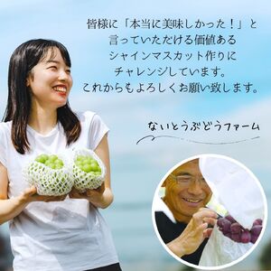 シャインマスカット 【2026年発送】 山梨 1.3～1.5kg (2～3房) ぶどう 葡萄 山梨県 フルーツ 果物 くだもの ギフト 産地直送 人気 ないとうぶどうファーム [5839-1926]