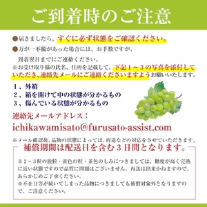 シャインマスカット 【2026年発送】 山梨 1.3～1.5kg (2～3房) ぶどう 葡萄 山梨県 フルーツ 果物 くだもの ギフト 産地直送 人気 ないとうぶどうファーム [5839-1926]