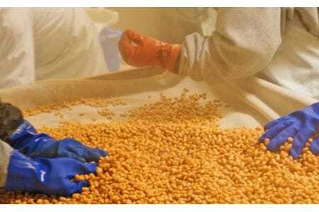 早川町の手作り田舎味噌　「白鳳味噌」2ｋｇ