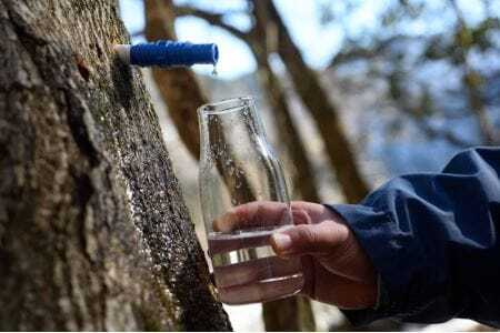 楓のしろっぷ（メープルシロップ）　小