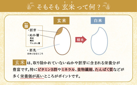 2026年7月発送 令和7年産 ゆめぴりか 玄米 20kg 一括発送 【北