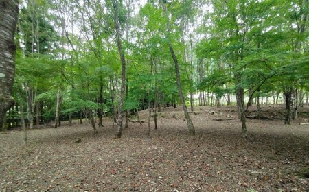 宿泊プラン 林間フリーサイト 薪付  1泊2日 山梨県 キャンプ キャンプ場 利用券 宿泊券 アウトドア 身延町