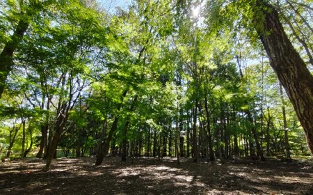 宿泊プラン 林間フリーサイト 薪付  1泊2日 山梨県 キャンプ キャンプ場 利用券 宿泊券 アウトドア 身延町