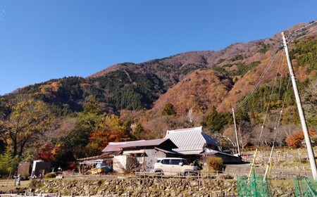 平須CAMP21 オートサイト宿泊プラン1泊2日 薪付 山梨県 キャンプ キャンプ場 利用券 宿泊券 アウトドア 身延町