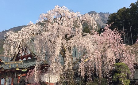 宿泊券 田中屋旅館 1泊2食付き ペア 宿泊 有限会社田中屋旅館