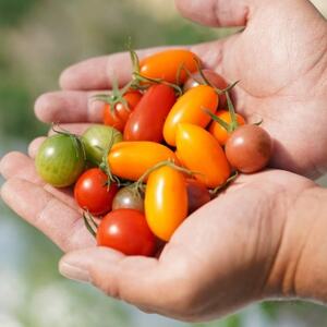 カピオトマトセレクトLサイズ(おまかせ2~3品種の詰め合わせ1kg)【1460268】