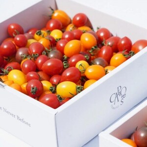 カピオトマトセレクトLサイズ(おまかせ2~3品種の詰め合わせ1kg)【1460268】