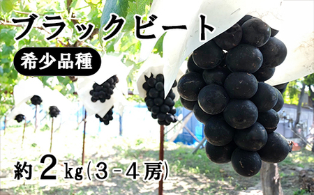 終了 悪魔のぶどう 山梨県産ブラックビート 悪魔のぶどう😈山梨県産ブラックビート1.9kg：山梨県産の