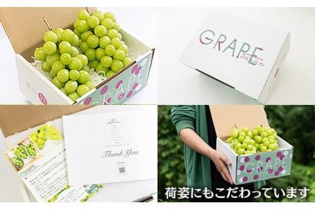 【2026年発送分 先行予約】 シャインマスカット 1.2kg（2～3房） 8月中旬以降発送予定 フルーツ 山梨県産 果物 シャイン マスカット ぶどう ブドウ 大粒 種なし 産地直送  富士川町 先行予約（A5302）