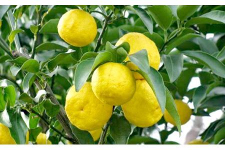 富士川町穂積産ゆず使用】ゆずピール（80g×8袋） 高品質 柚 ゆず ユズ