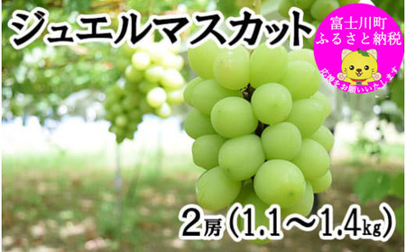 【2025年発送分 先行予約】 ジュエルマスカット～シャインマスカットの血を引く次世代のブドウとして注目されている希少な新品種～　1.１～1.4ｋｇ（２房） ジュエル マスカット フルーツ 山梨県産 果物 くだもの ぶどう ブドウ 葡萄 種なし 種無し 産地直送 先行予約 富士川町
