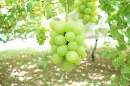 【2025年発送分 先行予約】 ジュエルマスカット～シャインマスカットの血を引く次世代のブドウとして注目されている希少な新品種～　1.１～1.4ｋｇ（２房） ジュエル マスカット フルーツ 山梨県産 果物 くだもの ぶどう ブドウ 葡萄 種なし 種無し 産地直送 先行予約 富士川町