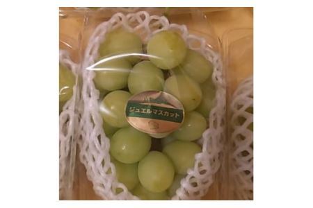 【2025年発送分 先行予約】 ジュエルマスカット～シャインマスカットの血を引く次世代のブドウとして注目されている希少な新品種～　1.１～1.4ｋｇ（２房） ジュエル マスカット フルーツ 山梨県産 果物 くだもの ぶどう ブドウ 葡萄 種なし 種無し 産地直送 先行予約 富士川町
