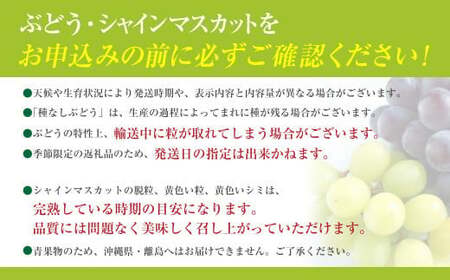 【2025年発送分 先行予約】 ジュエルマスカット～シャインマスカットの血を引く次世代のブドウとして注目されている希少な新品種～　1.１～1.4ｋｇ（２房） ジュエル マスカット フルーツ 山梨県産 果物 くだもの ぶどう ブドウ 葡萄 種なし 種無し 産地直送 先行予約 富士川町