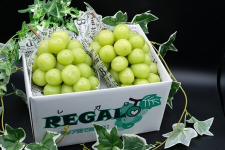 【2026年発送分 先行予約】頬張る幸福感 ~緑の宝石・ シャインマスカット ~ 1kg以上(2~3房) フルーツ 山梨県産 果物 くだもの シャイン マスカット ぶどう ブドウ 葡萄 大粒 種なし 先行予約 富士川町 10000円 一万円 9000円 九千円