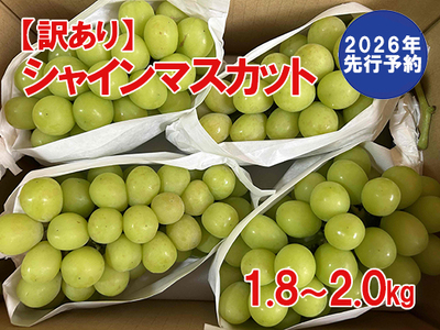【2026年発送分 先行予約】\高評価多数/【訳あり】シャインマスカット 1.8kg~2kg (3~6房) 【8月下旬以降発送予定】 訳アリ 訳あり品 シャイン マスカット ぶどう ブドウ 葡萄 徳用 家庭用 ご家庭用 旬 新鮮 約2kg 約1.8kg 約1.9kg くだもの 果物 フルーツ 山梨 やまなし 富士川町