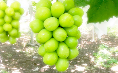 【2026年発送分 先行予約】＼＼農家直送！／／小林農園のシャインマスカット３～４房（2kg前後）　シャイン マスカット シャインマスカット ぶどう 葡萄 ブドウ 果物 くだもの フルーツ ２kg 産地直送 先行予約 先行受付 山梨 やまなし