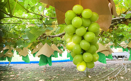 【2026年発送分 先行予約】シャインマスカット（３～４房） 1.6kg～1.7kg　シャイン マスカット ぶどう ブドウ 葡萄 フルーツ 果物 くだもの 山梨 やまなし 富士川町