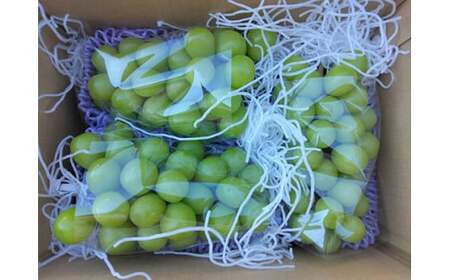 【2026年発送分 先行予約】シャインマスカット（３～４房） 1.6kg～1.7kg　シャイン マスカット ぶどう ブドウ 葡萄 フルーツ 果物 くだもの 山梨 やまなし 富士川町