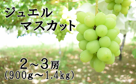 【2026年発送分 先行予約】【２回食べ比べ定期便・別送】シャインマスカット（900g～1.4kg・２～３房）＋ジュエルマスカット（900g～1.4kg・２～３房）　ぶどう シャイン シャインマスカット ジュエルマスカット フルーツ 果物 山梨 やまなし 定期便 食べ比べ 先行予約