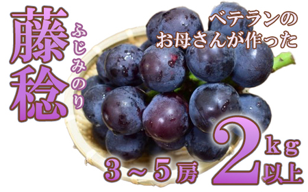藤稔 ２ｋｇ以上（３～５房）　ふじみのり 葡萄 ブドウ ぶどう 果物 くだもの 山梨 やまなし フルーツ 富士川町