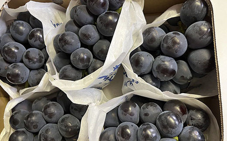 藤稔 ２ｋｇ以上（３～５房）　ふじみのり 葡萄 ブドウ ぶどう 果物 くだもの 山梨 やまなし フルーツ 富士川町