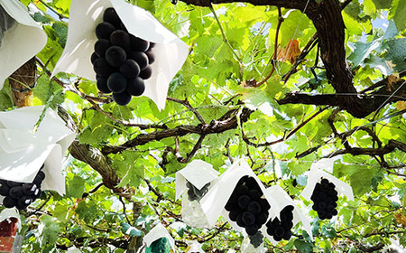 藤稔 ２ｋｇ以上（３～５房）　ふじみのり 葡萄 ブドウ ぶどう 果物 くだもの 山梨 やまなし フルーツ 富士川町