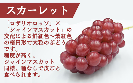 【2025発送分】【フルーツ王国山梨】３色ぶどう食べ比べセット（巨峰・シャインマスカット・スカーレット 各１房・約2.15kg）　ぶどう 葡萄 ブドウ マスカット シャイン 赤ぶどう 黒ぶどう くだもの フルーツ 果物 食べ比べ お試し 山梨 やまなし 富士川町