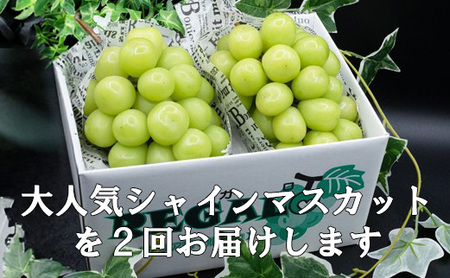 【2026年先行予約】【２回定期便】頬張る幸福感 ～緑の宝石・シャインマスカット～ 計２kg（1.0kg以上・2～3房を２回[9月上旬・下旬]お届け）　シャイン シャインマスカット ぶどう 葡萄 ブドウ 定期便 ２回 果物 くだもの フルーツ 山梨 やまなし 富士川町 シャインだけ シャインマスカットだけ