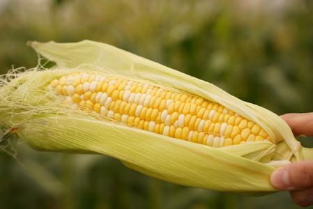 【2026年発送先行予約】山梨県産ドルチェドリーム2Lサイズ×6本セット SWBS004