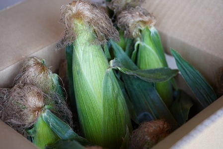 【2026年発送先行予約】山梨県産ドルチェドリーム2Lサイズ×6本セット SWBS004