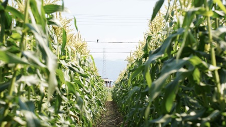 【2026年発送先行予約】山梨県産ドルチェドリーム2Lサイズ×10本セット SWBS005