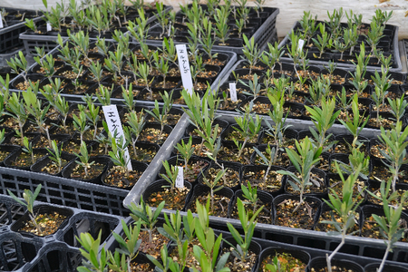 【ハーブショップYOU'樹】オリーブの苗セット 4号鉢 3本 SWBE002