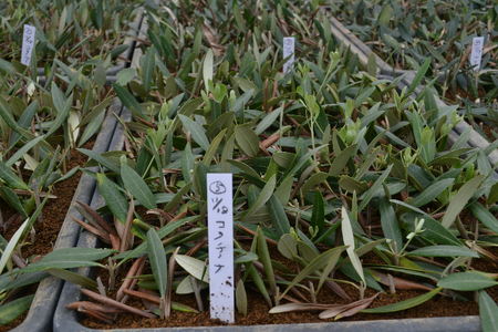 【ハーブショップYOU'樹】オリーブの苗セット 4号鉢 3本 SWBE002