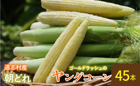 【先行予約】新鮮!朝どれヤングコーン【45本入】 ※北海道・沖縄・離島への配送不可 ※着日指定不可 ※5月下旬頃より順次発送予定