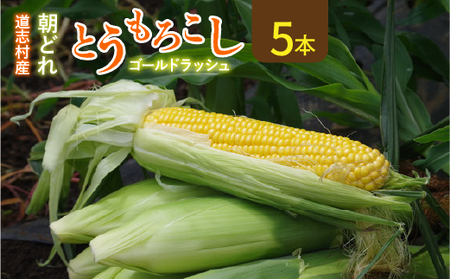 【先行予約】新鮮!朝どれトウモロコシ【5本入】 ※北海道・沖縄・離島への配送不可 ※着日指定不可 ※6月下旬頃より順次発送予定