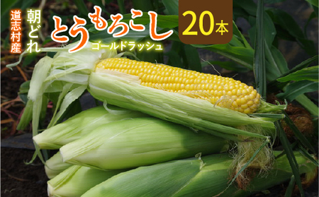 【先行予約】新鮮!朝どれトウモロコシ【20本入】 ※北海道・沖縄・離島への配送不可 ※着日指定不可 ※6月下旬頃より順次発送予定