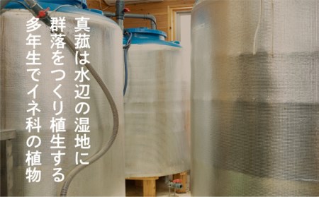 No.105 真菰(まこも)乳酸菌液と電磁波防御CMCシールセット【n0105_nyu】