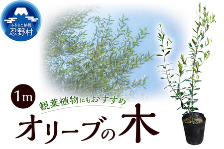 植木 オリーブ1m
